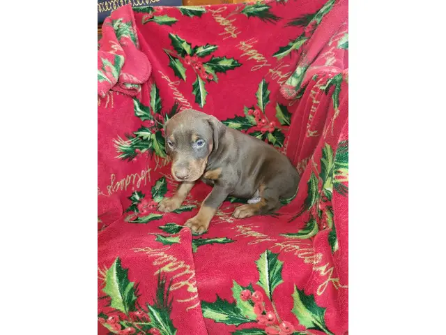 Doberman pinscher puppies for sale - 7/8