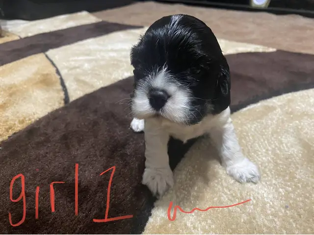 6 Cocker Spaniel Puppies to good home - 1/6