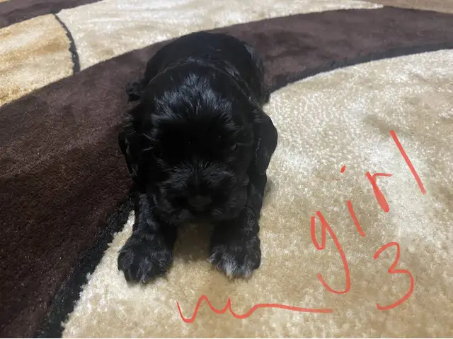 6 Cocker Spaniel Puppies to good home - 3/6