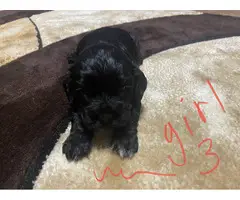 6 Cocker Spaniel Puppies to good home - 3