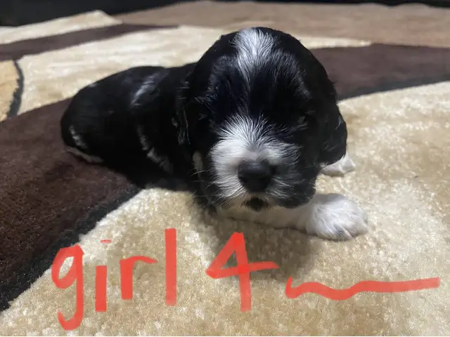 6 Cocker Spaniel Puppies to good home - 4/6