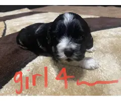 6 Cocker Spaniel Puppies to good home - 4