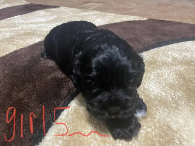 6 Cocker Spaniel Puppies to good home - 5/6