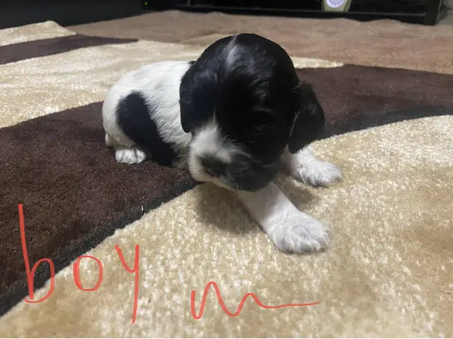 6 Cocker Spaniel Puppies to good home - 6/6