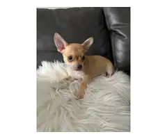 Short-haired tan male Chihuahua puppy