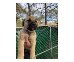 2  Fawn Full-blooded Cane Corso puppies