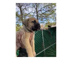 2  Fawn Full-blooded Cane Corso puppies - 3