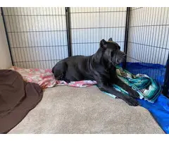 2  Fawn Full-blooded Cane Corso puppies - 5