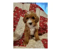 2 gorgeous male Yorkie Poo puppies - 4