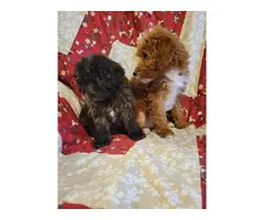 2 gorgeous male Yorkie Poo puppies - 5