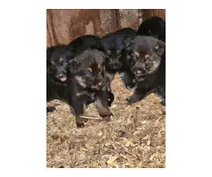 2 litter German Shepherd Puppies for Sale