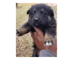 2 litter German Shepherd Puppies for Sale