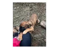 4 male Mastiff puppies available - 2
