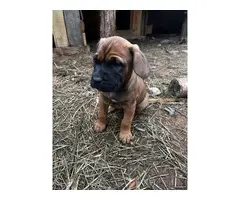 4 male Mastiff puppies available - 3