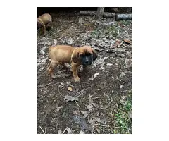 4 male Mastiff puppies available - 4