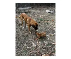 4 male Mastiff puppies available - 6