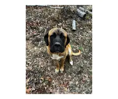 4 male Mastiff puppies available - 7