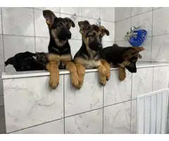 11 weeks old Purebred German Shepherd Puppies for sale