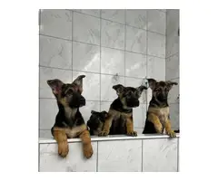 11 weeks old Purebred German Shepherd Puppies for sale