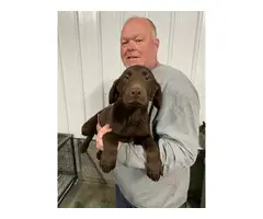 2 Male Chocolate Labrador puppies for sale
