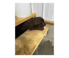 2 Male Chocolate Labrador puppies for sale