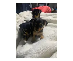 Chihuahua Yorkie Babies