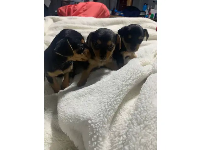 Chihuahua Yorkie Babies - 3/7