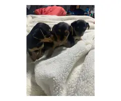 Chihuahua Yorkie Babies - 3