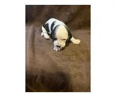 Basset hound puppies - 2