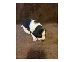 Basset hound puppies - 3