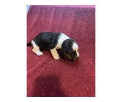 Basset hound puppies - 4