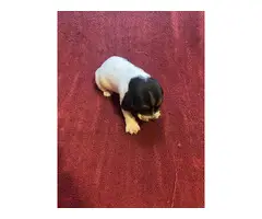 Basset hound puppies - 5
