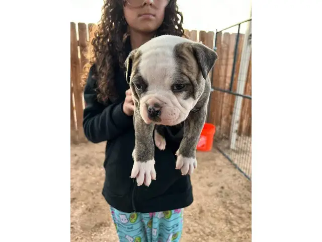 NKC registered American Bulldog Puppies for Sale - 1/5