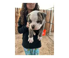 NKC registered American Bulldog Puppies for Sale