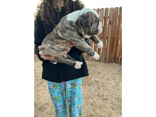 NKC registered American Bulldog Puppies for Sale - 2/5