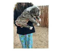 NKC registered American Bulldog Puppies for Sale - 2