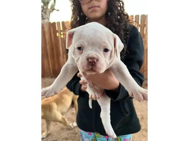 NKC registered American Bulldog Puppies for Sale - 3/5
