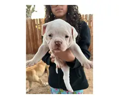NKC registered American Bulldog Puppies for Sale - 3