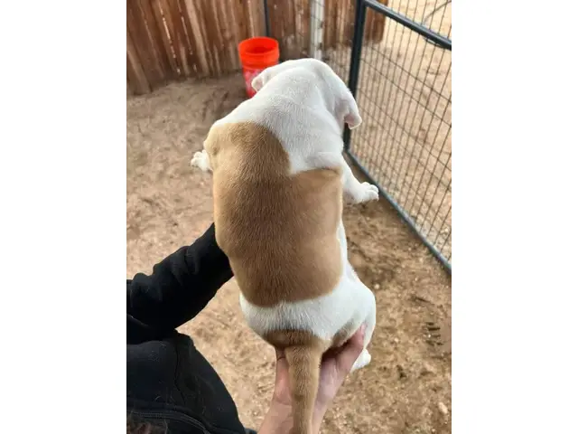 NKC registered American Bulldog Puppies for Sale - 4/5