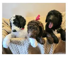 AKC Standard poodles for sale - 1