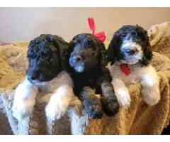 AKC Standard poodles for sale