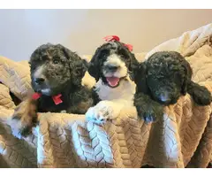 AKC Standard poodles for sale - 3
