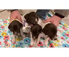 Liver and white AKC German shorthaired pointer puppies