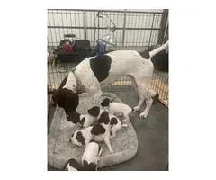 Liver and white AKC German shorthaired pointer puppies