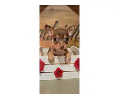 Chocolate tri Chihuahua puppy - 1