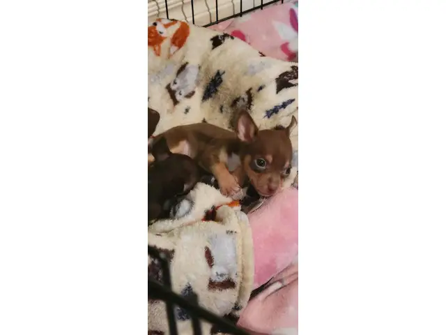 Chocolate tri Chihuahua puppy - 2/5