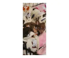 Chocolate tri Chihuahua puppy - 2