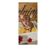 Chocolate tri Chihuahua puppy - 3