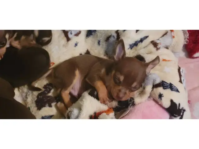 Chocolate tri Chihuahua puppy - 4/5