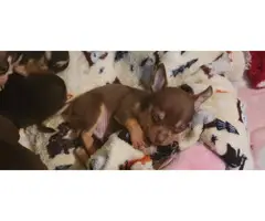 Chocolate tri Chihuahua puppy